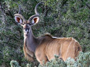 A Kudu Bull at Dorschfontein Guest Farm Holiday Accommodation and Authentic Karoo Experience South Africa