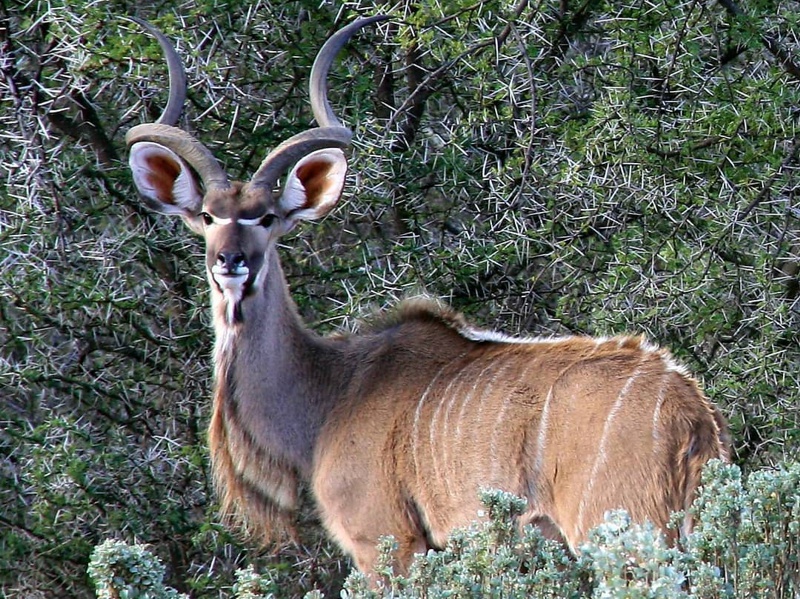 A Kudu Bull in the Karoo.