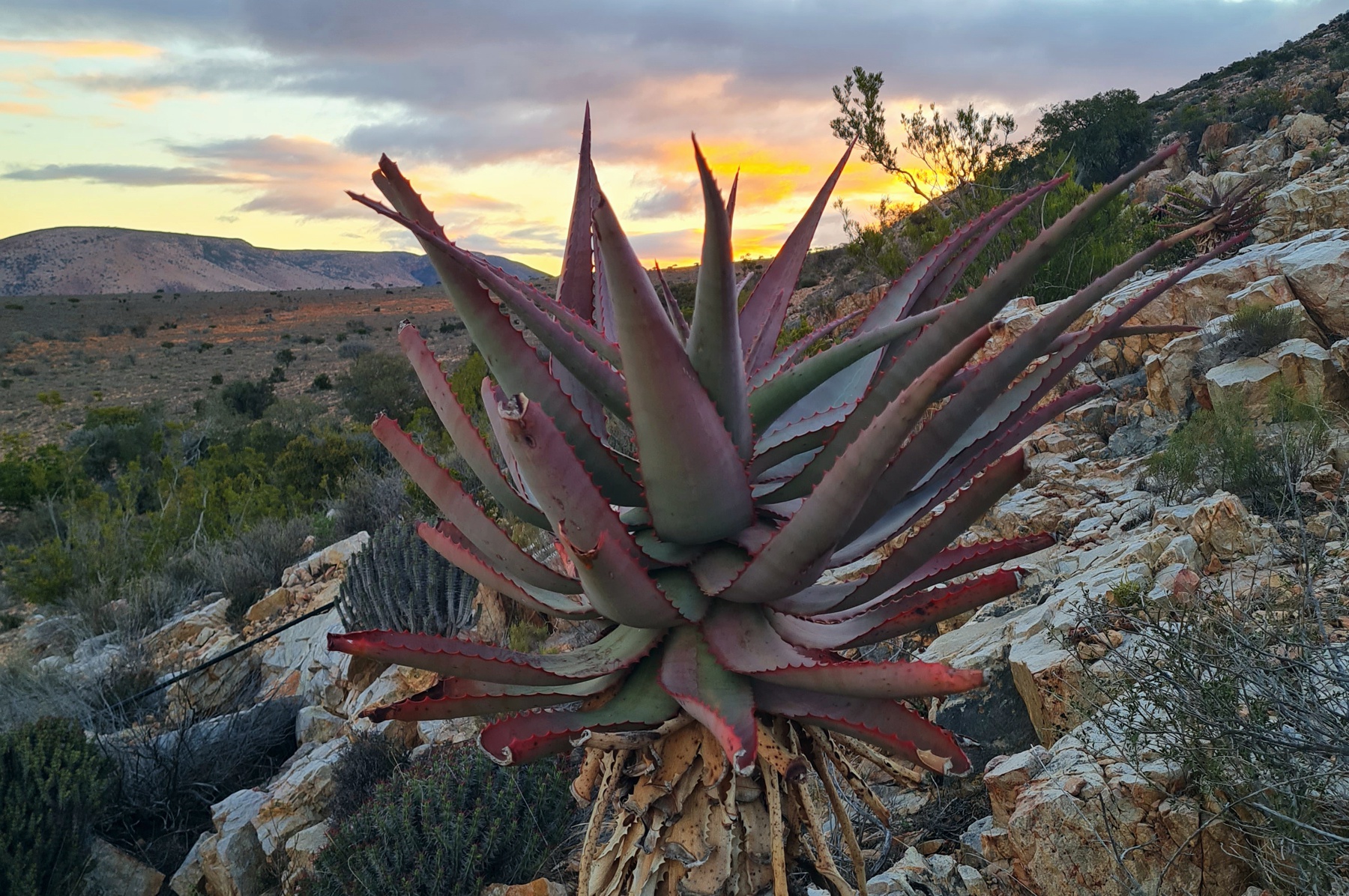 An Aloe in the Karoo during Sunset - Contact Dorschfontein Guest Farm